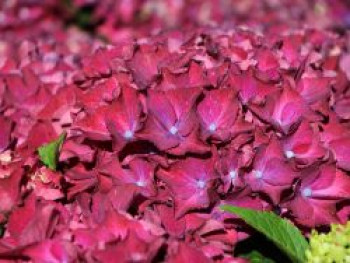 Ballhortensie &#8218;Red Beauty&#8216; (Lila), 30-40 cm, Hydrangea macrophylla &#8218;Red Beauty&#8216; (Lila), Containerware