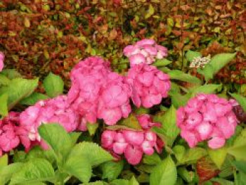 Ballhortensie REMBRANDT ® 'Dolce Chic', 30-40 cm, Hydrangea macrophylla REMBRANDT ® 'Dolce Chic', Containerware