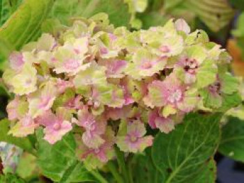 Ballhortensie REMBRANDT ® 'Vibrant Verde', 30-40 cm, Hydrangea macrophylla REMBRANDT ® 'Vibrant Verde', Containerware