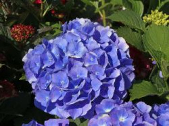 Ballhortensie &#8218;Renate Steiniger&#8216;, 20-30 cm, Hydrangea macrophylla &#8218;Renate Steiniger&#8216;, Containerware