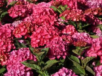 Ballhortensie &#8218;Red Angel&#8216;, 30-40 cm, Hydrangea macrophylla &#8218;Red Angel&#8216;, Containerware