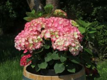 Ballhortensie 'Rosita', 40-60 cm, Hydrangea macrophylla 'Rosita', Containerware