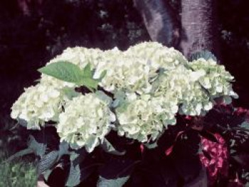 Ballhortensie 'Soeur Therese', 30-40 cm, Hydrangea macrophylla 'Soeur Therese', Containerware