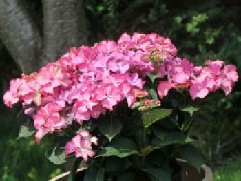 Tellerhortensie &#8218;Tiffany Pink&#8216;, 20-30 cm, Hydrangea macrophylla &#8218;Tiffany Pink&#8216;, Containerware