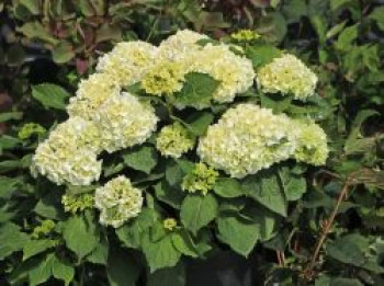 Ballhortensie &#8218;Wudu&#8216;, 20-25 cm, Hydrangea macrophylla &#8218;Wudu&#8216;, Containerware