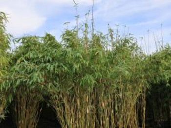 Bambus 'Deep Forest' ®, 80-100 cm, Fargesia murieliae 'Deep Forest' ®, Containerware