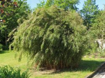 Bambus 'Jiuzhaigou 1', 100-125 cm, Fargesia  nitida 'Jiuzhaigou 1', Containerware