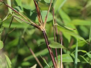 Bambus &#8218;Winter Black&#8216;, 100-125 cm, Fargesia murieliae &#8218;Winter Black&#8216;, Containerware