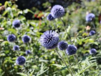 Banater Kugeldistel, Echinops bannaticus, Topfware