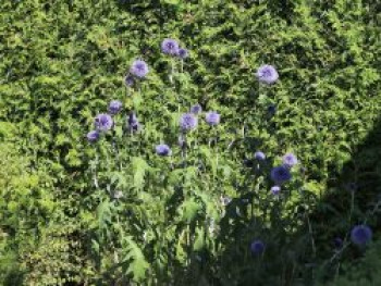 Banater Kugeldistel &#8218;Taplow Blue&#8216;, Echinops bannaticus &#8218;Taplow Blue&#8216;, Topfware