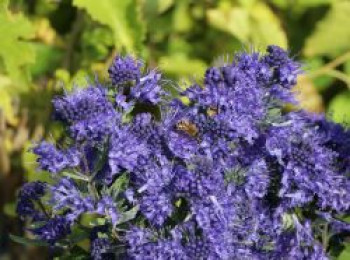 Bartblume ‚Blauer Spatz‘ ®, 10-20 cm, Caryopteris clandonensis ‚Blauer Spatz‘ ®, Topfware