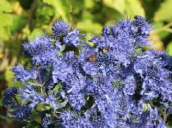 Bartblume 'Blue Balloon' ®, 40-60 cm, Caryopteris x clandonensis 'Blue Balloon' ®, Containerware