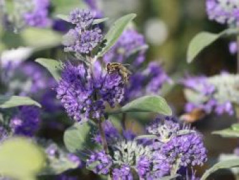 Bartblume 'Blue Fountain', 30-40 cm, Caryopteris x clandonensis 'Blue Fountain', Containerware