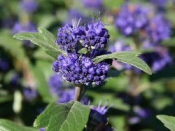 Bartblume 'Ferndown', 30-40 cm, Caryopteris x clandonensis 'Ferndown', Containerware