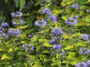 Bartblume &#8218;Good as Gold&#8216;, &#8218;Novacargol&#8216;, Caryopteris clandonensis &#8218;Good as Gold&#8216;, &#8218;Novacargol&#8216;, Containerware