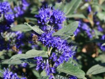 Bartblume 'Grand Bleu' ®, 20-30 cm, Caryopteris x clandonensis 'Grand Bleu' ®, Containerware