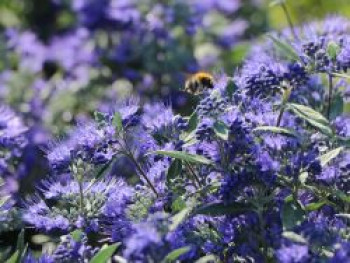 Bartblume 'Heavenly Blue', 30-40 cm, Caryopteris x clandonensis 'Heavenly Blue', Containerware