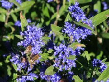 Bartblume 'Kew Blue', 20-30 cm, Caryopteris x clandonensis 'Kew Blue', Containerware