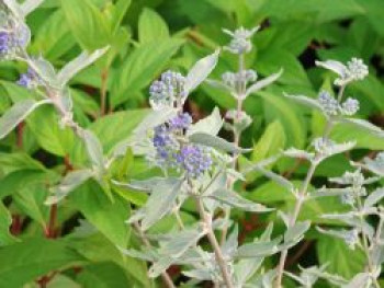 Bartblume 'Sterling Silver', 30-40 cm, Caryopteris x clandonensis 'Sterling Silver', Containerware