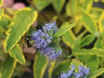 Bartblume 'Summer Sorbet', 20-30 cm, Caryopteris x clandonensis 'Summer Sorbet', Containerware