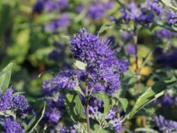 Bartblume 'Thetis', 10-20 cm, Caryopteris x clandonensis 'Thetis', Topfware