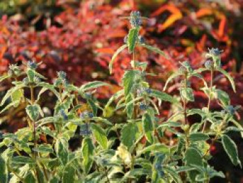 Bartblume 'White Surprise', Caryopteris x clandonensis 'White Surprise', Containerware