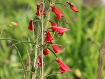 Bartfaden &#8218;Coccineus&#8216;, Penstemon barbatus &#8218;Coccineus&#8216;, Topfware