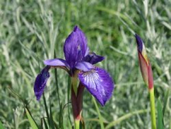 Bartlose Schwertlilie 'Annick', Iris sibirica 'Annick', Topfware