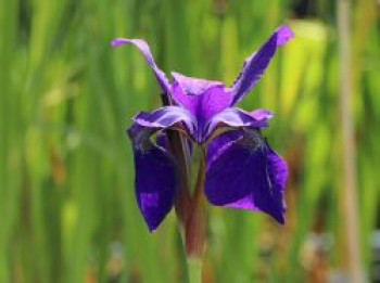 Bartlose Schwertlilie &#8218;Blue King&#8216;, Iris sibirica &#8218;Blue King&#8216;, Topfware