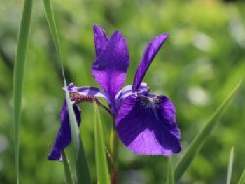 Bartlose Schwertlilie &#8218;Caesars Brother&#8216;, Iris sibirica &#8218;Caesars Brother&#8216;, Topfware