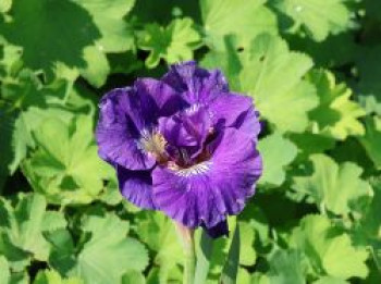 Bartlose Schwertlilie 'Concord Crush', Iris sibirica 'Concord Crush', Topfware