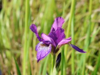 Bartlose Schwertlilie 'Contrast in Styles', Iris sibirica 'Contrast in Styles', Topfware