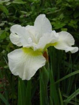Bartlose Schwertlilie 'Harpswell Happiness', Iris sibirica 'Harpswell Happiness', Topfware
