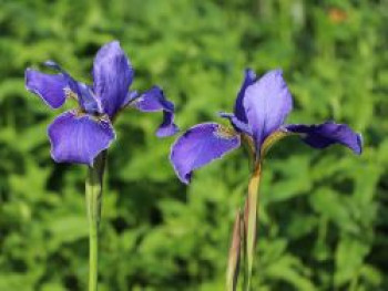 Bartlose Schwertlilie &#8218;Perry&#8217;s Blue&#8216;, Iris sibirica &#8218;Perry&#8217;s Blue&#8216;, Topfware