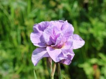 Bartlose Schwertlilie 'Pink Parfait', Iris sibirica 'Pink Parfait', Topfware
