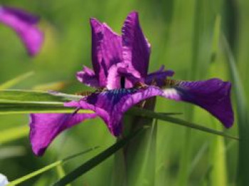 Bartlose Schwertlilie &#8218;Ruffled Velvet&#8216;, Iris sibirica &#8218;Ruffled Velvet&#8216;, Topfware