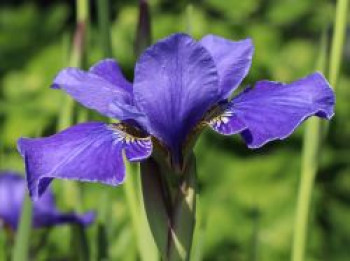 Bartlose Schwertlilie &#8218;Silver Edge&#8216;, Iris sibirica &#8218;Silver Edge&#8216;, Topfware