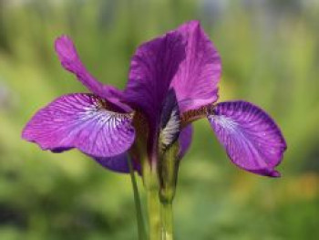 Bartlose Schwertlilie &#8218;Sparkling Rose&#8216;, Iris sibirica &#8218;Sparkling Rose&#8216;, Topfware