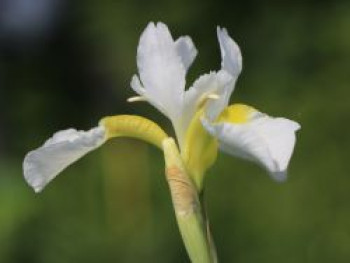 Bartlose Schwertlilie &#8218;White Swirl&#8216;, Iris sibirica &#8218;White Swirl&#8216;, Topfware