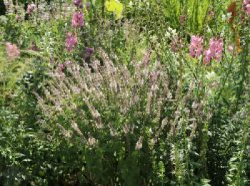 Basilikum 'Magic White', Ocimum basilicum 'Magic White', Topfware