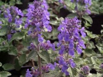Bastard-Katzenminze 'Blue Wonder', Nepeta x faassenii 'Blue Wonder', Topfware