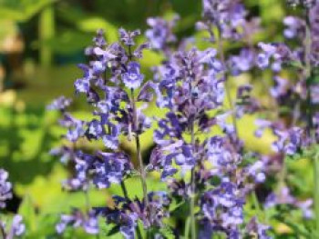 Blaue Katzenminze &#8218;Dropmore&#8216;, Nepeta x faassenii &#8218;Dropmore&#8216;, Topfware