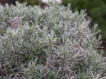 Bastard-Lavendel &#8218;Grappenhall&#8216;, Lavandula x intermedia &#8218;Grappenhall&#8216;, Topfware