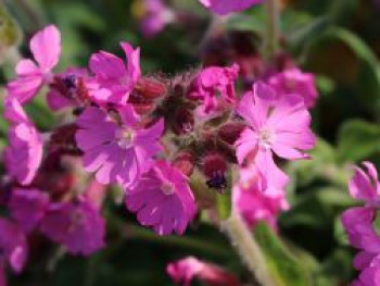 Bastard-Lichtnelke &#8218;Rolly&#8217;s Favourite&#8216; ®, Lychnis flos-jovis &#8218;Rolly&#8217;s Favourite&#8216; ®, Topfware