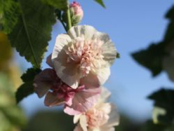 Halbstrauchige Stockrose &#8218;Parkfrieden&#8216;, Alcalthaea suffrutescens &#8218;Parkfrieden&#8216;, Topfware