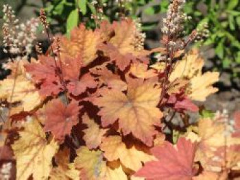 Bastardschaumblüte 'Sweet Tea', x Heucherella tiarelloides 'Sweet Tea', Topfware