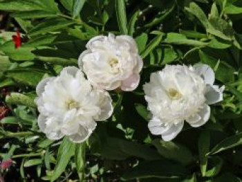 Bauerngarten-Pfingstrose &#8218;Alba Plena&#8216;, Paeonia officinalis &#8218;Alba Plena&#8216;, Topfware