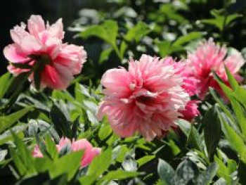 Bauerngarten-Pfingstrose &#8218;Rosea Plena&#8216;, Paeonia officinalis &#8218;Rosea Plena&#8216;, Topfware