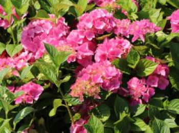 Bauernhortensie &#8218;Adria&#8216;, 30-40 cm, Hydrangea macrophylla &#8218;Adria&#8216;, Containerware