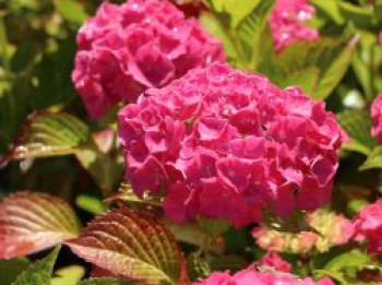 Bauernhortensie &#8218;Alpenglühen&#8216;, 20-30 cm, Hydrangea macrophylla &#8218;Alpenglühen&#8216;, Containerware